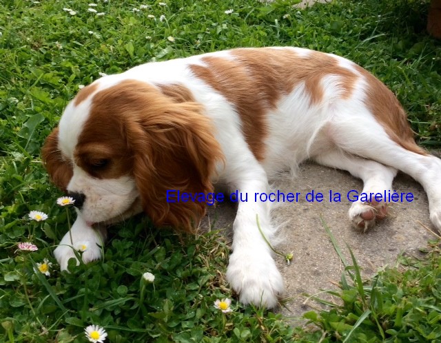 Cavalier King Charles : Lolly du rocher de la Garelire